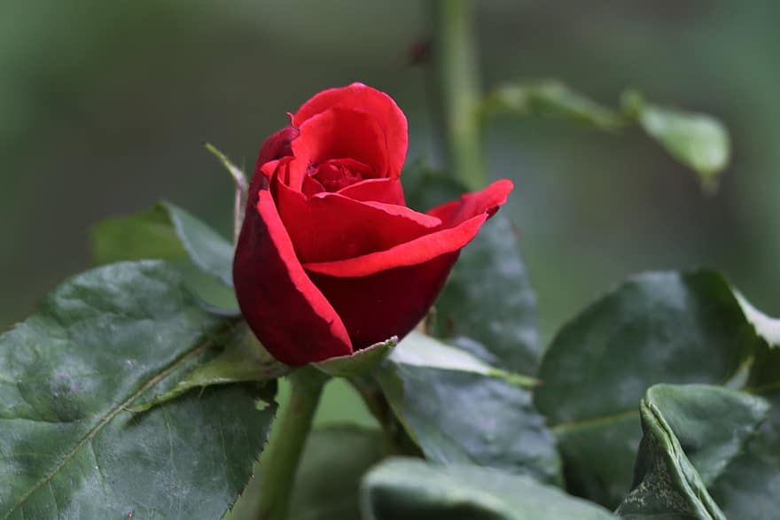 czerwony aksamit różany, symbol miłości, romantyk, kwiat, płatki, zielone liście, rozkwiecony, wiosna, Natura