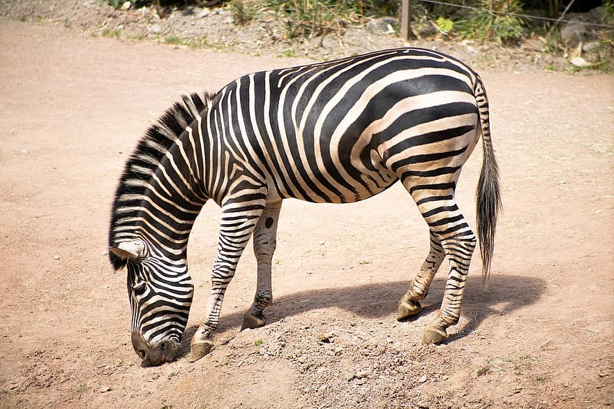 zebra, strisce, animale, natura