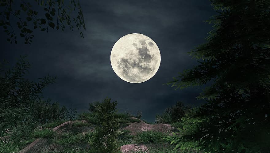måne, Skov, måneskin, landskab, fuldmåne, nat