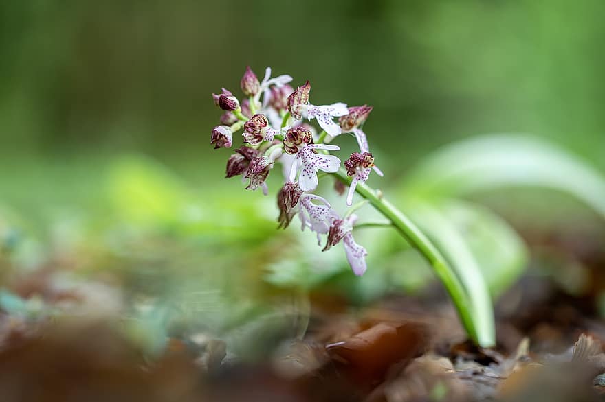 orkidé, blomster, knopper, dame orkier, orchis purpurea, plante, eng, natur