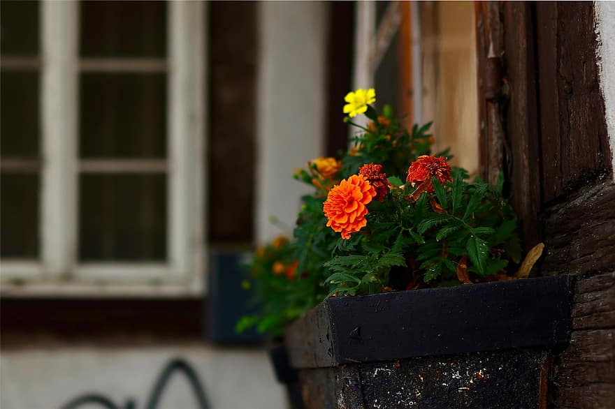Fensterbox, Pflanzkasten, Blumen, blühen, blühende Pflanze, Zierpflanze, Pflanze, Flora, Haus, Zuhause