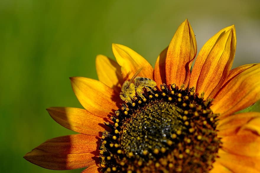 пчела, насекомо, опрашвам, природа, едър план, жълт, растение, цвете, лято, макро, красота в природата