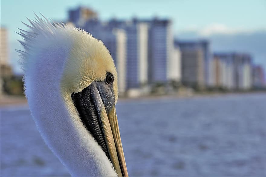 Pelican, Profile, Closeup, Perched, Head Down, Long Beak, Seabird, Ocean Bird, Plume, Feathers, Bird