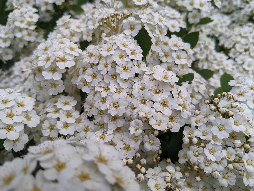 White, White Flowers, Flowers, Spring, Petals, White Petals, Bloom, Blossom, Flora, Floriculture, Horticulture