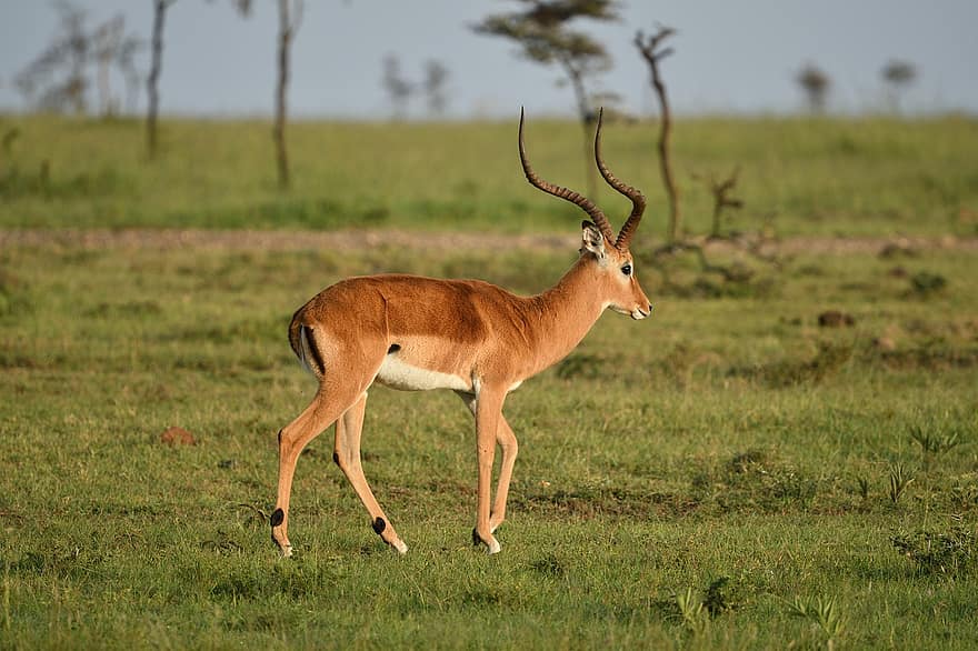 антилопа, животное, масаи мара, Африка, живая природа, млекопитающее, животные в дикой природе, сафари животные, трава, саванна, заповедник