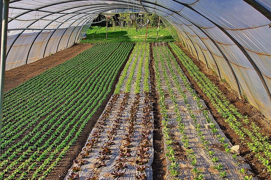 Fejes káposzta, növényi, organikus, üvegház, mezőgazdaság, növekedés, tanya, frissesség, élelmiszer, növény, levél növényen