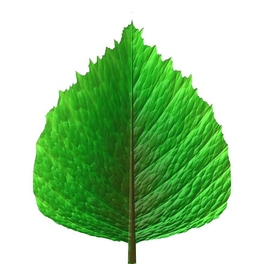 grön, blad, löv, lövfällande, träd, växt, vegetation, vegetabiliska, fauna, lövverk, buske
