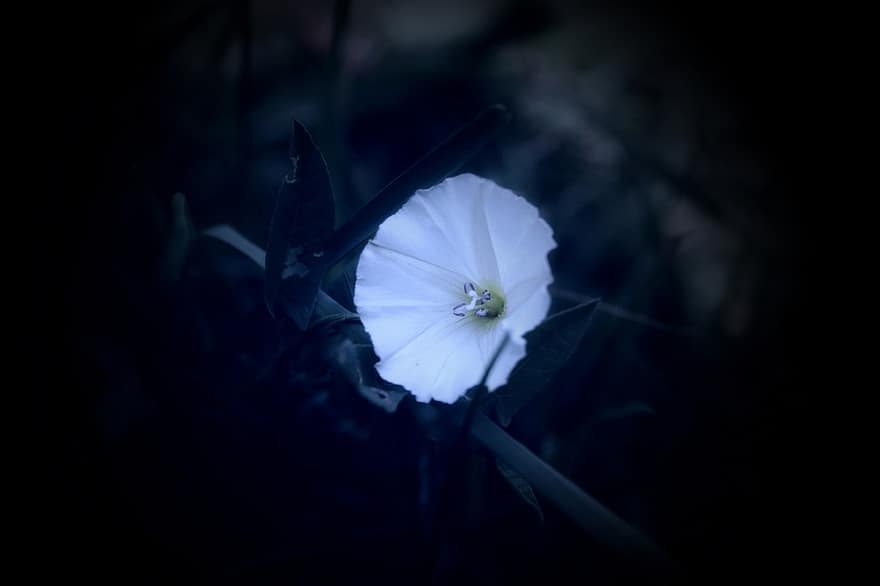 květ, svlačec, bílá květina, okvětní lístky, bílé okvětní lístky, flóra, rostlina, Příroda, detail, okvětní lístek, jediný květ