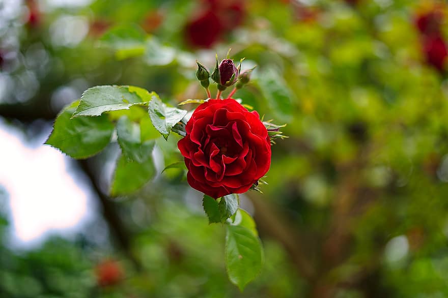 Rosa, flor, planta, pétalos, floración, flora, al aire libre, naturaleza, hoja, de cerca, pétalo
