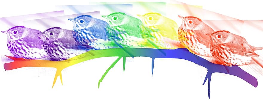 krāsns putns, putns, putni, varavīksne, skaistums, krāsas, filiāle, kopīgums, tolerance, spalvu, krāsa