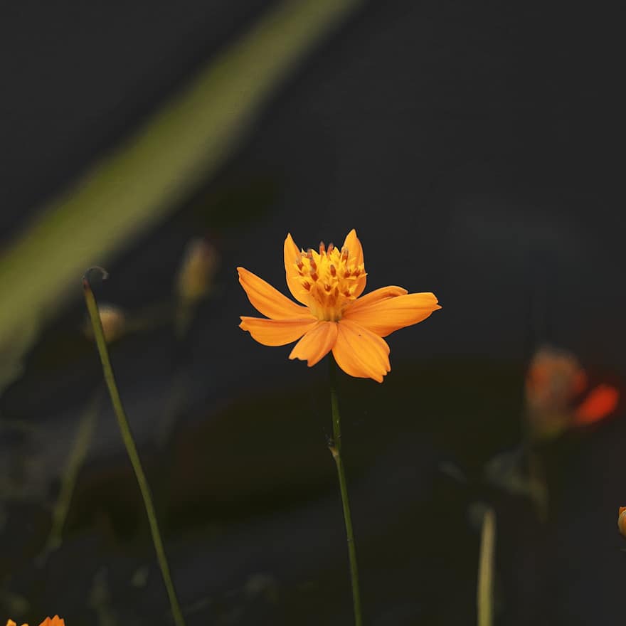 Ulam Raja Kwiat, pomarańczowy kwiat, kwiat, Natura, roślina, zbliżenie, liść, żółty, lato, płatek, głowa kwiatu