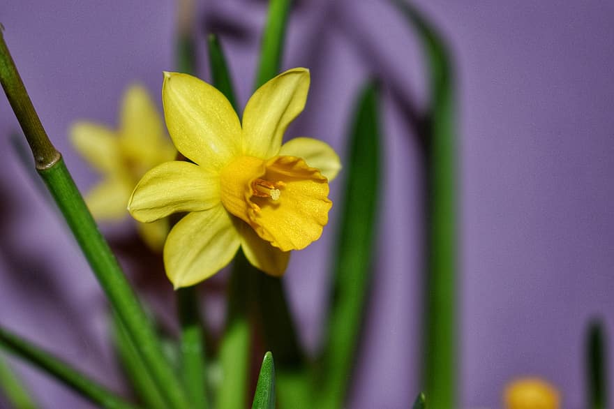 Flower, Narcissus, Daffodils, Petals, Yellow, Bloom, Flora, Floristics, Botany, Gardening, close-up