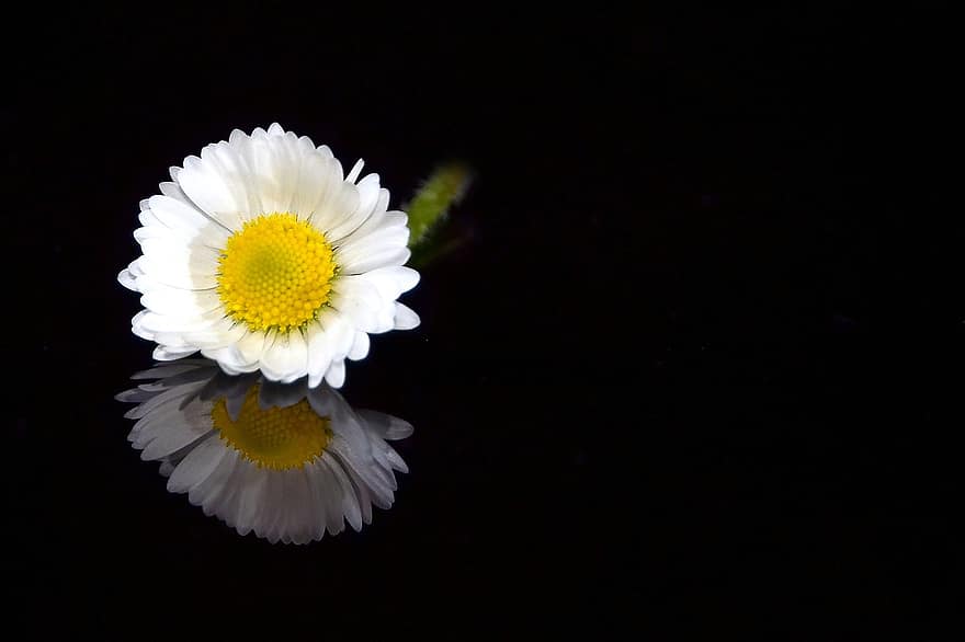stokrotka, kwiat, roślina, biały kwiat, płatki, odbicie, ciemny