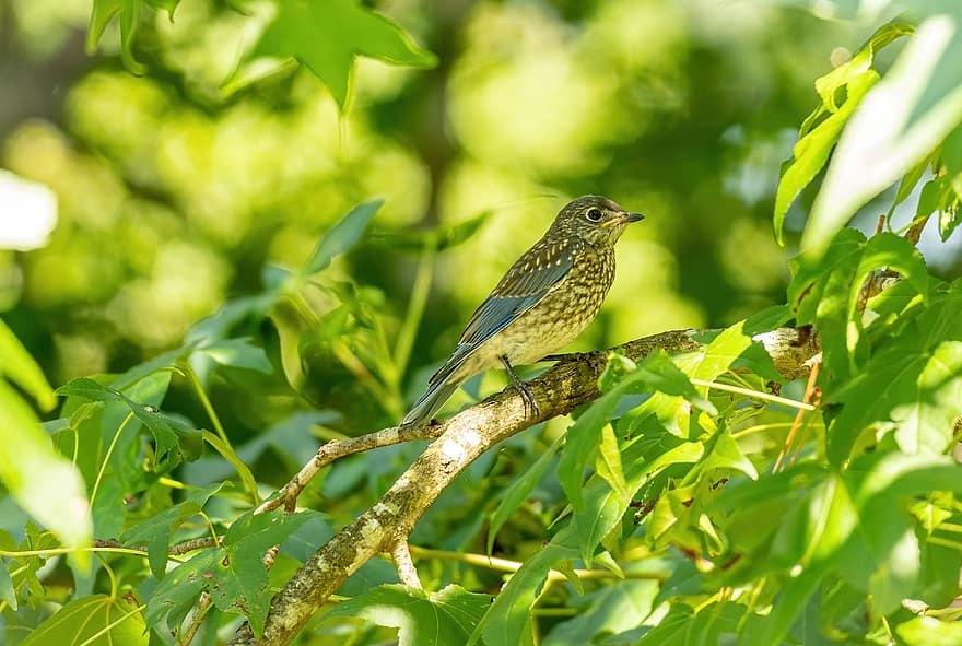Bluebird, Bird, Tree, Young Bluebird, Eastern Bluebird, Juvenile