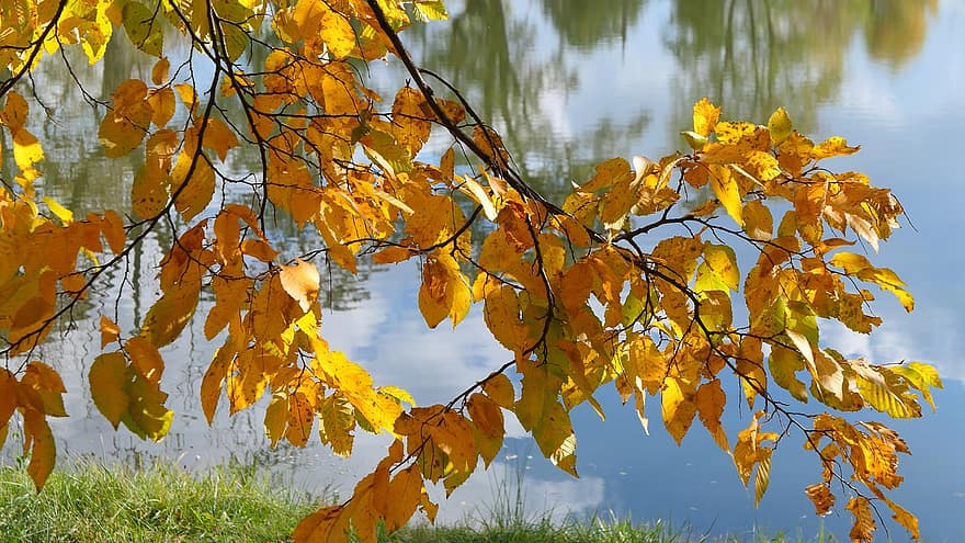 노란 잎, 가을, 호수, 자연, 숲