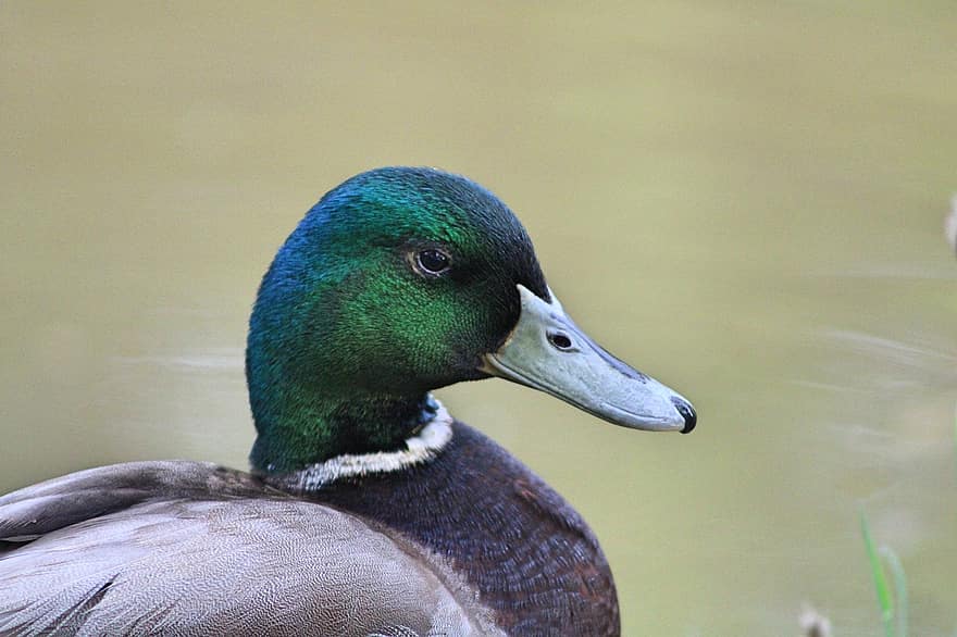паток, зеленоглава патица, птица, перушина, патица, водна птица