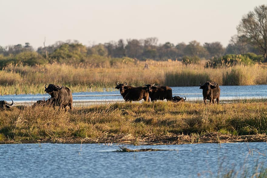 Wasserbüffel, Tiere, Fluss, Säugetiere, wilde Tiere, Tierwelt, Wildnis, Safari, Natur, Nationalpark, Okavango Delta