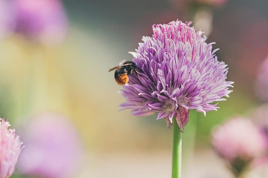 bumblebee, abelha, flor, inseto, animal, flor cebolinha, flor de cebolinha, plantar, jardim, natureza, verão