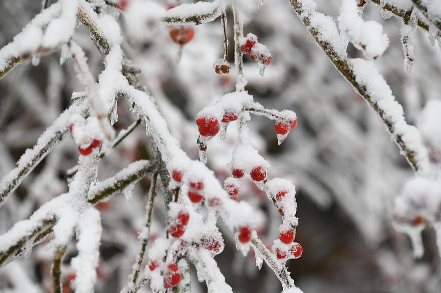 Berries, Branches, Frost, Hoarfrost, Ice, Winter, Snow, Frozen, Cold, Wintry, Plant