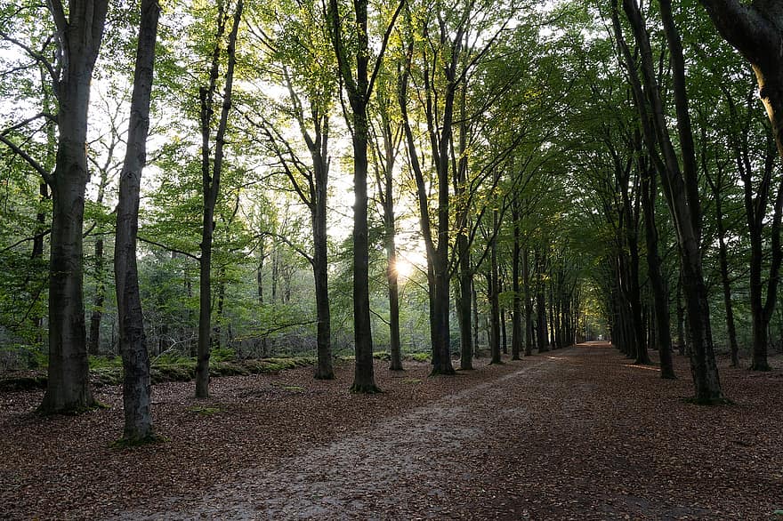 Forest, Trees, Path, Nature, Landscape, Sunlight, Leaves, Foliage, Fall, Autumn