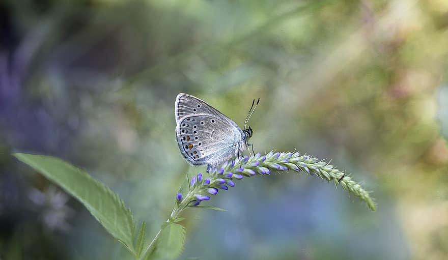 バタフライ、昆虫、花、自然、マクロ、夏、翼、蝶々、Polyommatus Amandus、青