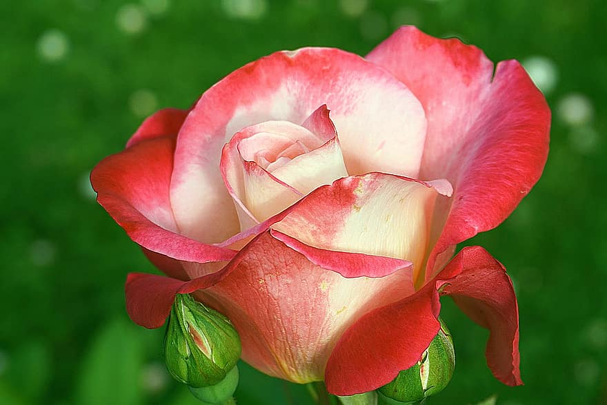 rosa vermella, flor, rosquilles, naturalesa, plantes, els pètals, fragant, planta, floral, florit, blanc-vermell