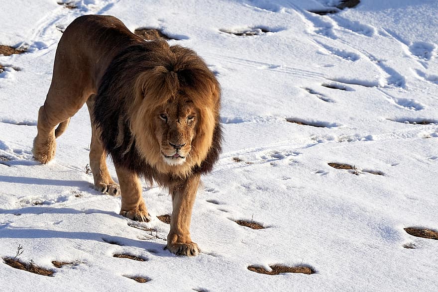 león, depredador, nieve, África, animal, invierno, fauna silvestre, mamífero, naturaleza