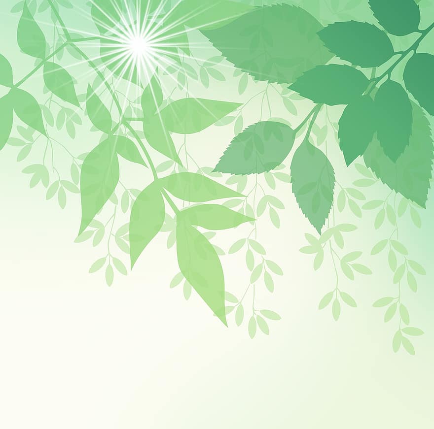 пружина, листа, природа, светлина, клонове, растение, момче стреля, графичен, зелен, синьозелено