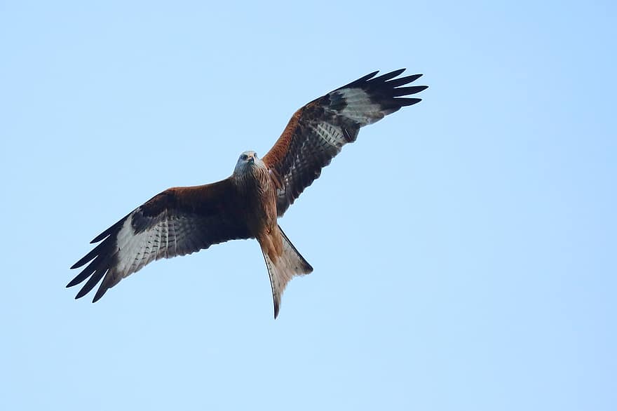 Bird, Red Kite, Ornithology, Species, Fauna, Avian, Animal, Raptor, Wings, flying, bird of prey