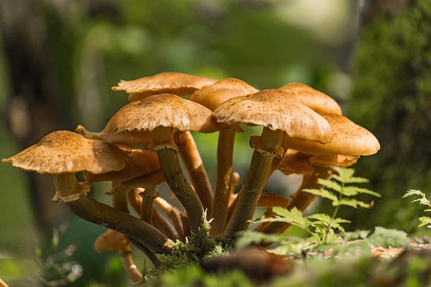 грибы, armillaria mellea, лес, büschelig, пластинчатый, формирование грибов