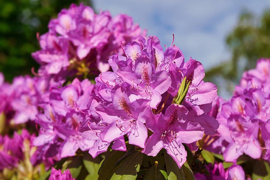 rododendro, las flores, púrpura, floración, flor, Flores moradas, pétalos, pétalos morados, flora, floricultura, horticultura