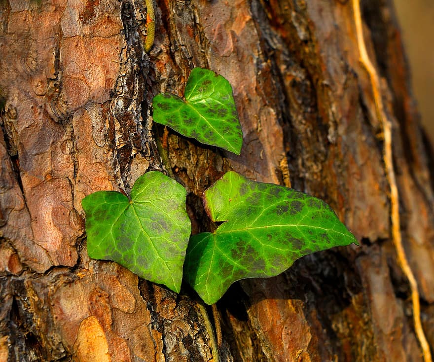 Leaves, Ivy, Trunk, Tree, Bark, Botany, Growth, leaf, plant, forest, close-up