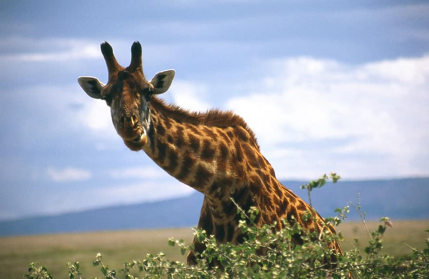girafe, animal, tête, la nature, région sauvage, sauvage