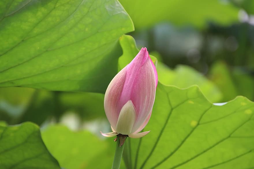 Lotus, Seerose, Blütenknospe, pinke Blume, Teich, Wasserpflanze, Natur