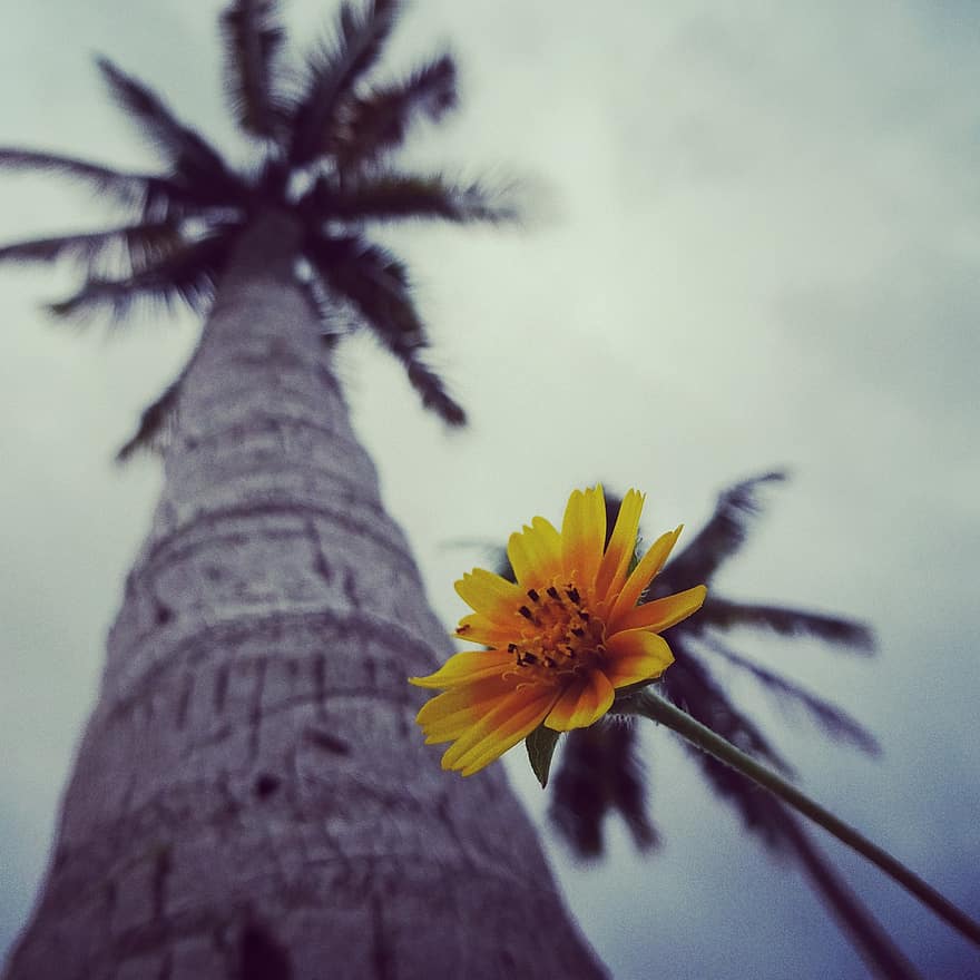 kókuszfa, virág, sárga virág, Kuba
