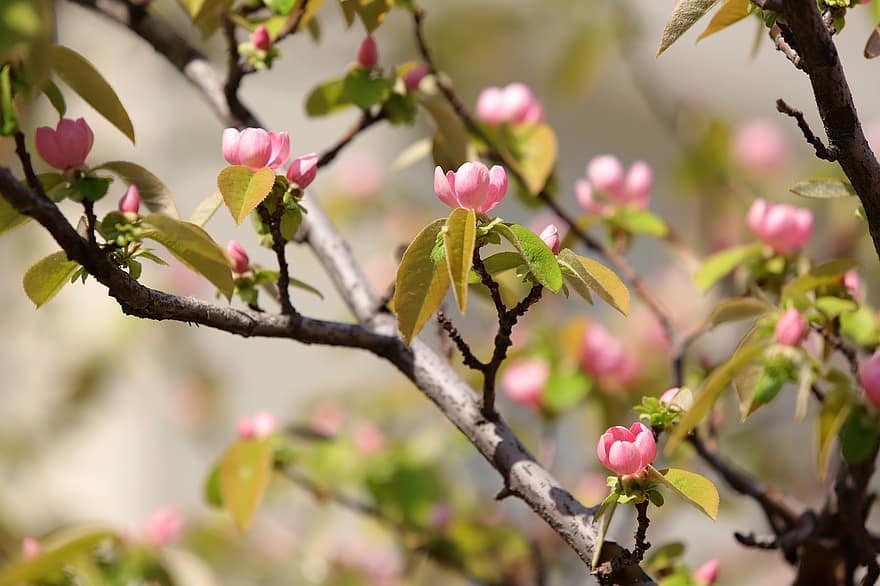 musim semi, bunga-bunga, taman, bunga quince, pertumbuhan, botani, menanam, makro, alam, berkembang, mekar