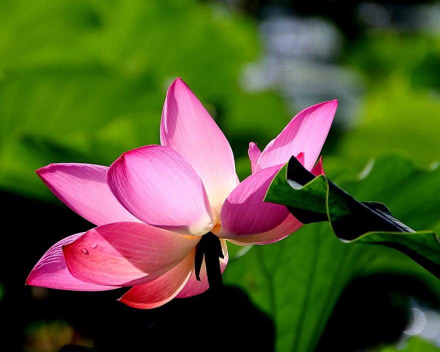lotus, bloem, lotusbloem, roze bloem, bloemblaadjes, roze bloemblaadjes, bloeien, bloesem, waterplant, flora, blad