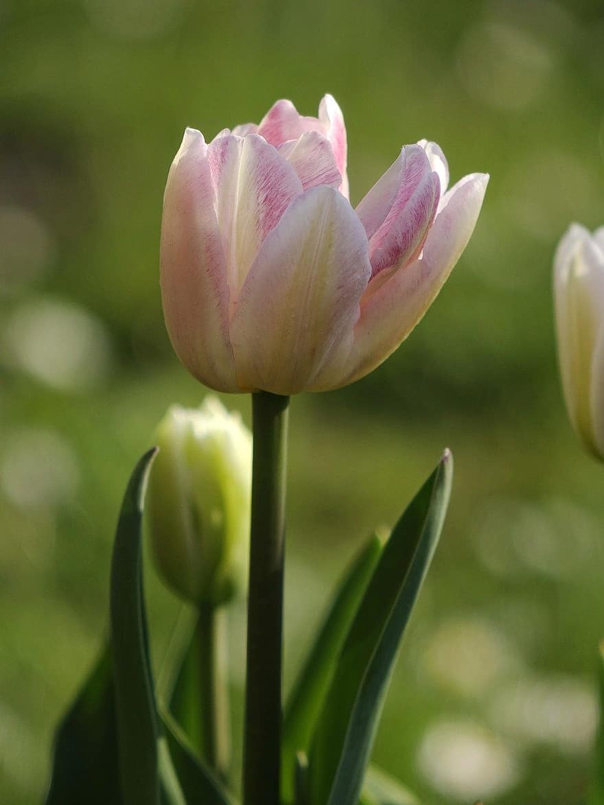 tulipas, tulipas cor de rosa, flores desabrochando, flores cor de rosa, flores, Primavera, flora, botânica, flor, plantar, cabeça de flor