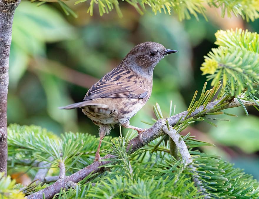 Bird, Sparrow, Songbird, Dunnock, Avian, Branch, Tree