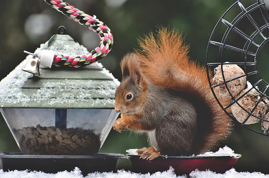 Squirrel, Eating, Feeder, Feed, Rodent, Eurasian Squirrel, Animal, Small Animal, Wildlife, Snow, Winter