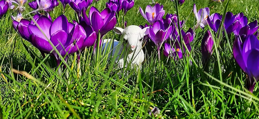 春、子羊、フラワーズ、紫の、庭園、置物、咲く、花、植物学、草、緑色