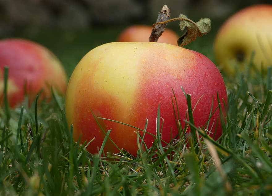augļi, ābolu, bioloģiski, kritums, rudenī
