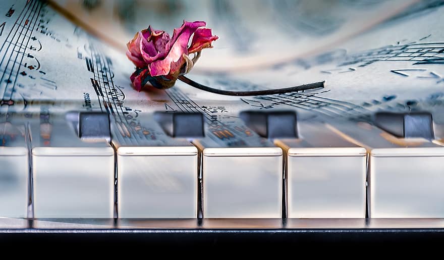 rosa secca, spartito, pianoforte, musica, rosa, rosa appassita, fiore, tasti del piano, melodia, sfondo, scrapbooking