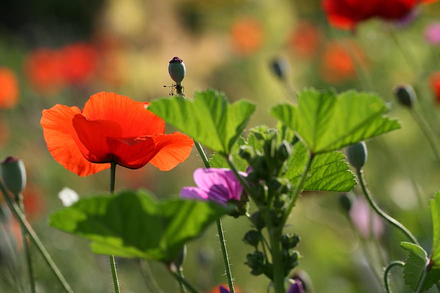 opium, bunga, taman, merah, alam, musim semi, di luar rumah, organik, segar, berkembang, mekar