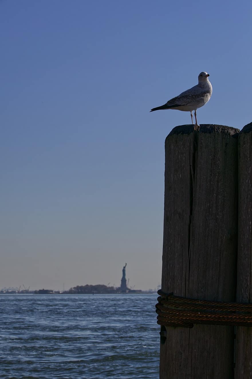 måge, hav, Staten Island, fugl, ornitologi, due, solnedgang, vand, kystlinje, blå, næb