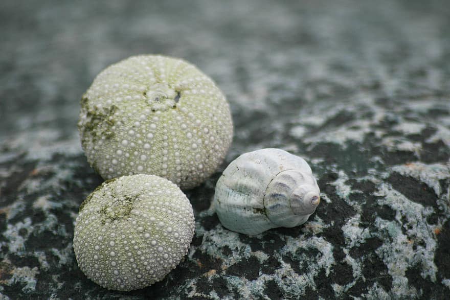 seashell, nature, sea, shell, group, rock, natural, urchin, close up, beach, texture