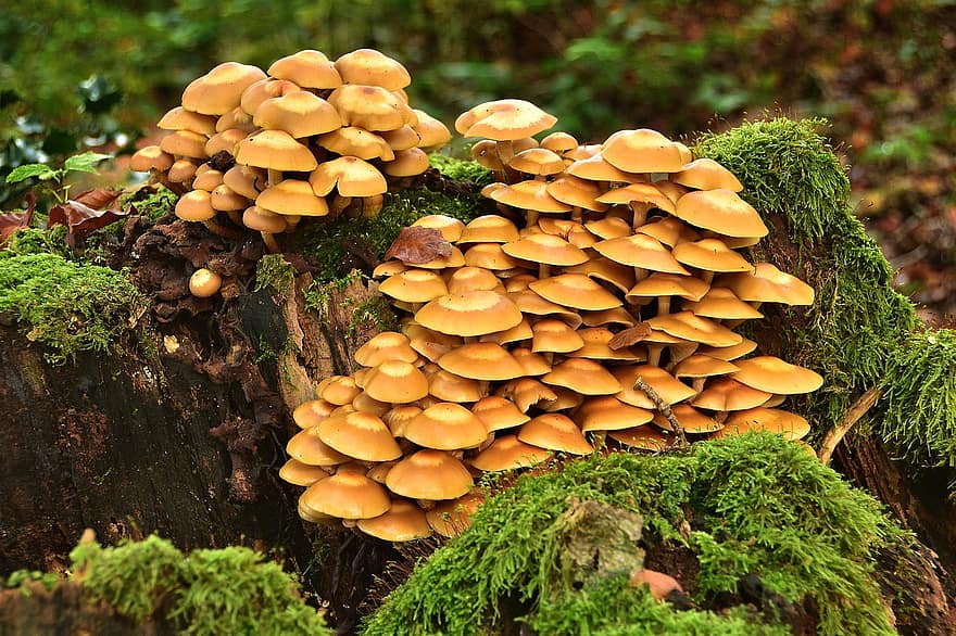 jamur, tanaman, kulat, ilmu jamur, hutan, lumut, batang pohon, liar, merapatkan, musim gugur, menanam