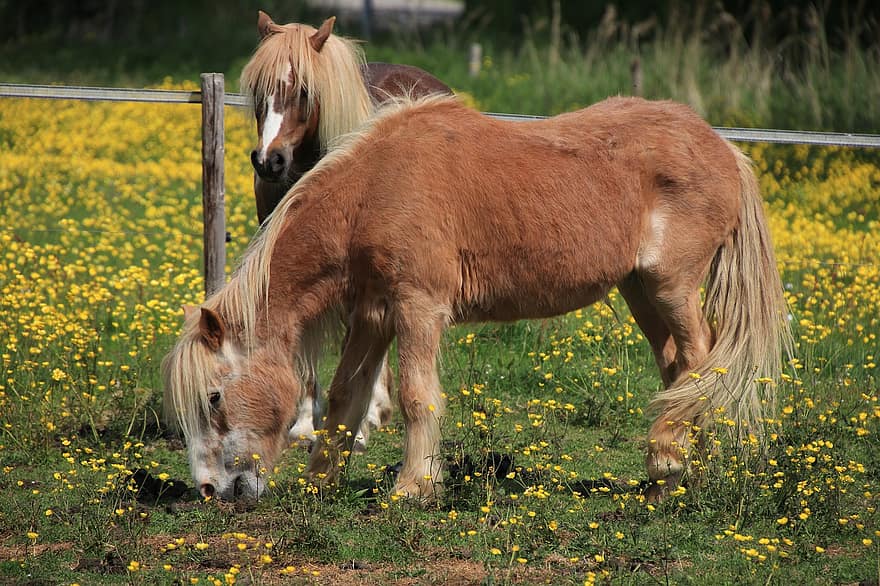 Horses, Pony, Equine, Equestrian, Cattle, Animals, Mammals, Fauna, Pasture, Meadow, Buttercups