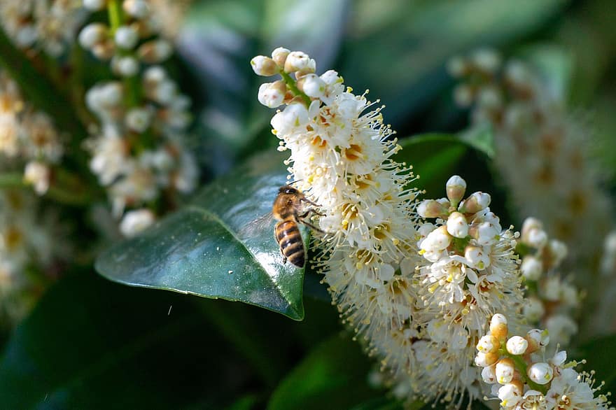 Blume, Biene, Lorbeerkirschen, Insekt, Bestäubung, Frühling, Pflanze, Natur, Garten, Nahansicht, Sommer-