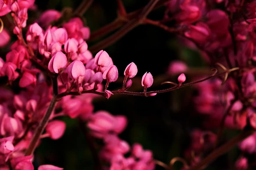 enredadera mexicana, vid de coral, Flores rosadas, arbusto de abeja, flora, las flores, planta, de cerca, flor, hoja, primavera